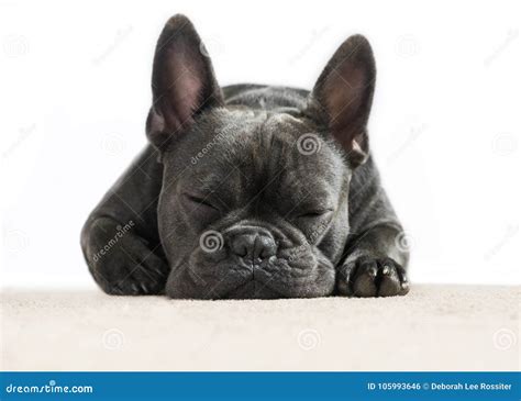 French bulldog sleeping stock photo. Image of isolated - 105993646