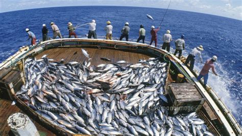 Amazing Fastest Bluefin Tuna Fishing Skill - Modern big boat catching ...