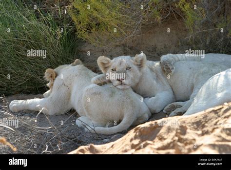 White Lion cubs Stock Photo - Alamy