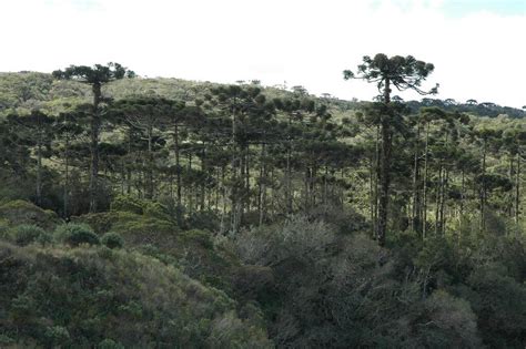 Beneath the Canopy: Exploring Brazil's Araucaria Moist Forests | LAC Geo