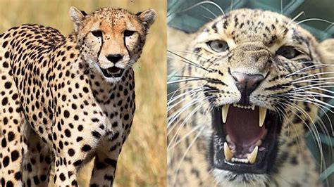 Cheetah Vs Leopard Difference between Cheetah and Leopard Kuno National Park | Cheetah Vs ...