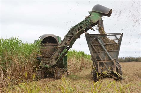 Sugarcane harvest doing well at halfway point - American Sugar Cane League