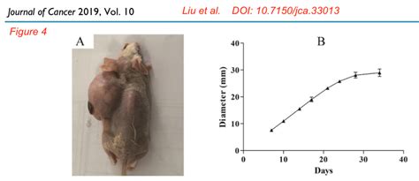 Animal ethics misconduct: mice with very large tumors – Science ...