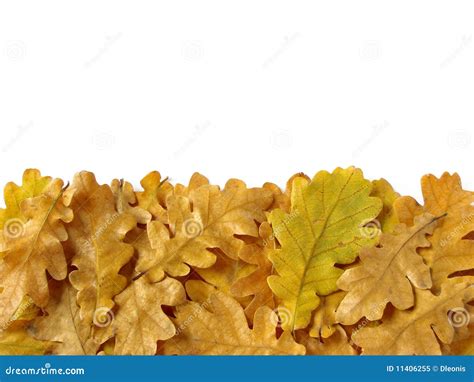 Oak leaves border stock image. Image of flora, colorful - 11406255