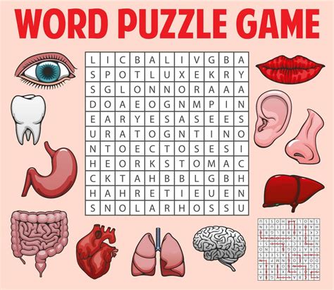 Human organs, body parts word search puzzle game 20574365 Vector Art at Vecteezy