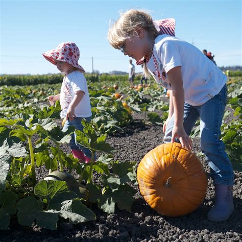 Little Hiccups: Fall Harvest Time: Pumpkins