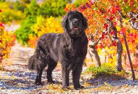 Newfoundland Dog Breed Profile – Top Dog Tips