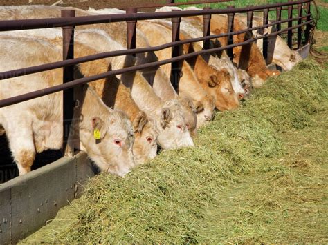 Livestock - Charolais beef cattle feeding on haylage (chopped hay) at a ...