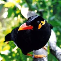 Birds Breeds Gallery