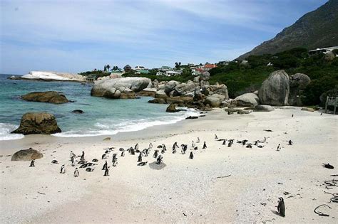 Boulders Beach Sights & Attractions - Project Expedition