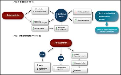 Mechanism Of Action Of Antioxidants