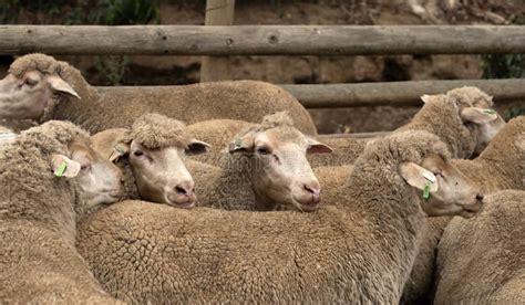 Sheep Farming in South Africa. Ewe with Her Young Lambs. Stock Image - Image of flock, breed ...