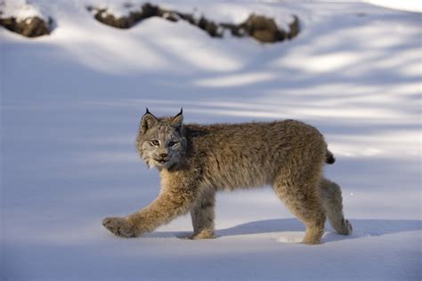 Permuta Ciudadanía golondrina curiosidades sobre o lince iberico dos ...