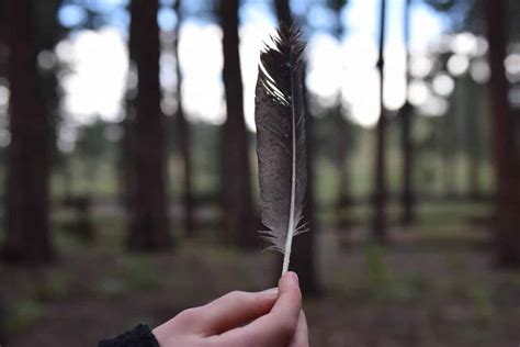 Black Feather Symbolism & Meaning (Knowledge & Wisdom)