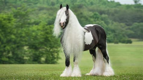 Gypsy Vanner Horse HD Wallpapers 19330 - Baltana