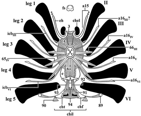 GROSS MUSCULAR ANATOMY OF LIMULUS POLYPHEMUS (XIPHOSURA, CHELICERATA) AND ITS BEARING ON ...