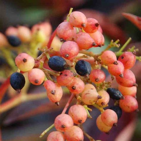 Viburnum lentago 'Pink Beauty'