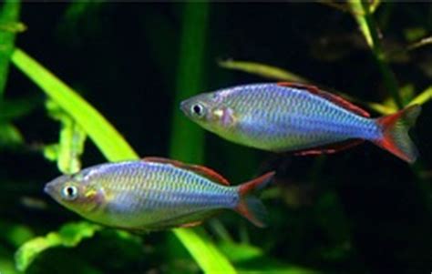 Rainbow Fish Information - Care, Breeding, Sexing, Feeding and more... - Freshwater Fish Fanatics