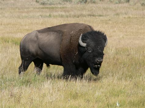 Buffalo Symbolism; A Message - Spirit Animal Totems