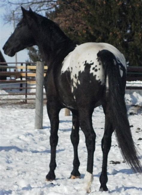 Black Blanket Appaloosa | Sunset Ranch Appaloosas | Appaloosa Horses | Pinterest | Snow ...