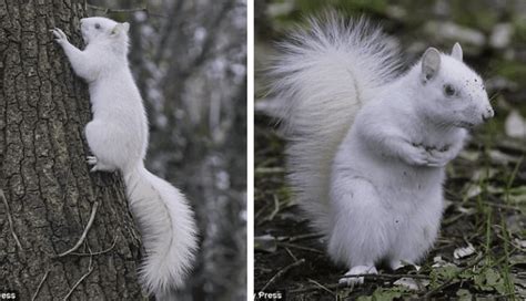 An Exceptional Sighting of an Albino Squirrel.