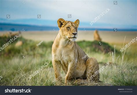 Lion Lioness Masai Mara Kenya Stock Photo 1777993055 | Shutterstock