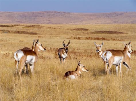 Pronghorn Facts, Habitat, Diet, Life Cycle, Baby, Pictures