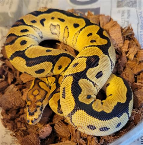 Red Stripe Possible Yellow Belly Clown Ball Python by SKR - MorphMarket