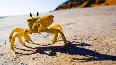 Why do Crabs Walk Sideways? Learn about these funny crustaceans...