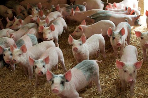 Porcs dans une ferme photo stock. Image du paille, viande - 23632984