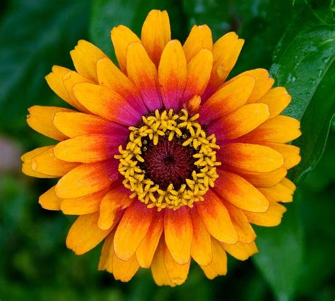 43 Popular Types of Zinnia Flowers - Petal Republic