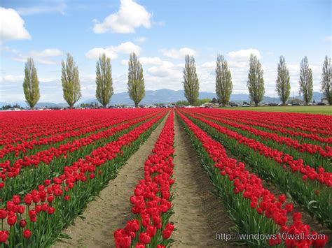 Tulip Fields Netherlands Awesome Wallpaper - windows 10 Wallpapers