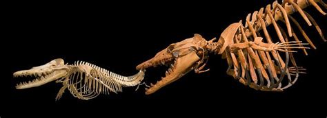 Dorudon and Basilosaurus skeletons | Fossil bones, Fossils, Whaling museum