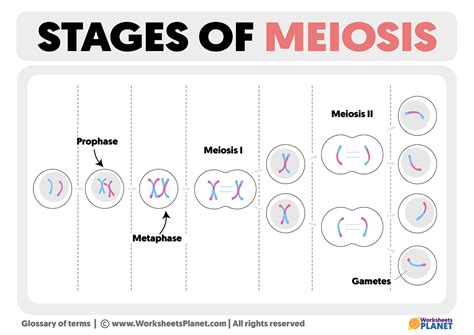 What are the Stages of Meiosis | Stages of Meiosis