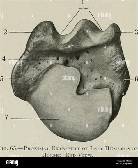 Coronoid fossa hi-res stock photography and images - Alamy