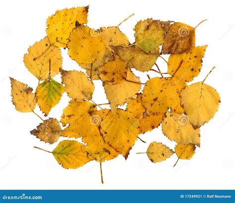 Autumn Leaves of a Silver Birch Stock Image - Image of verrucosa, branch: 17249921