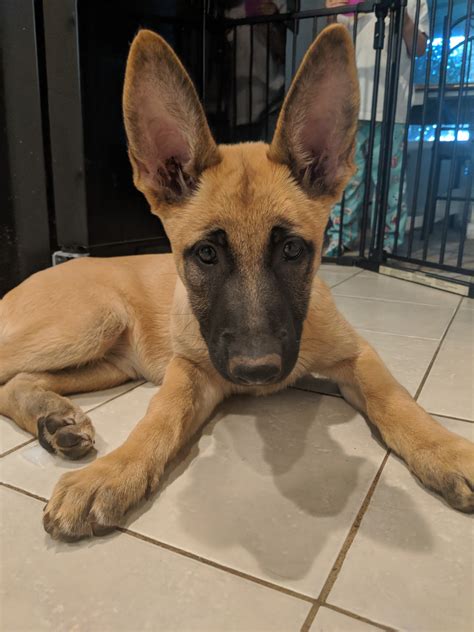 Best Food For A Belgian Malinois - Young Belgian Malinois Puppy | Stocksy United / The belgian ...