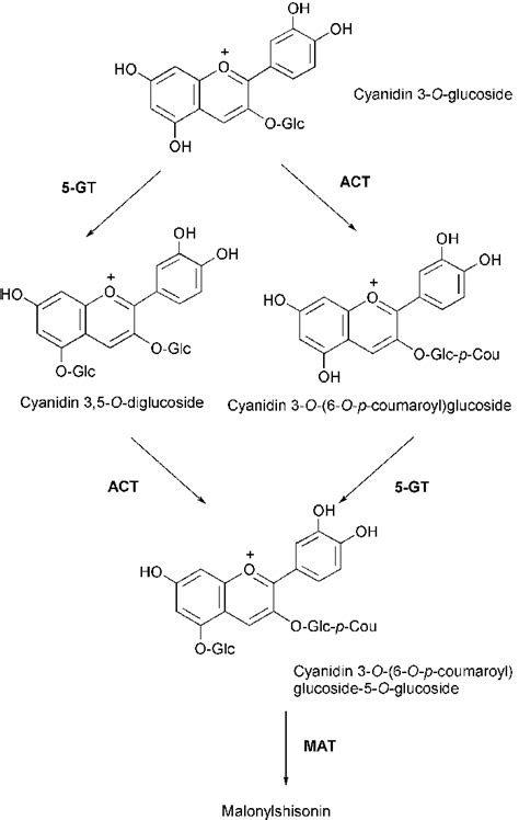 Late steps of anthocyanin biosynthesis in Perilla frutescens. 8 For the... | Download Scientific ...