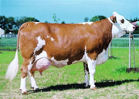 Simmental | Dairy cow breeds, Dairy cattle, Cow