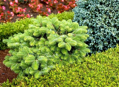 Dwarf conifers that birds love | OregonLive.com