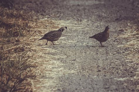 varieties and breeds of quail