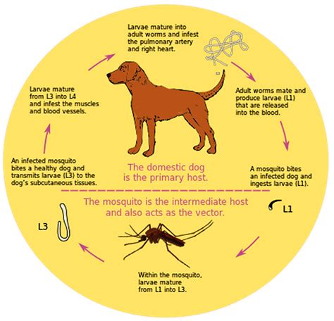 Heartworm Life Cycle - Encyclopedia of Arkansas