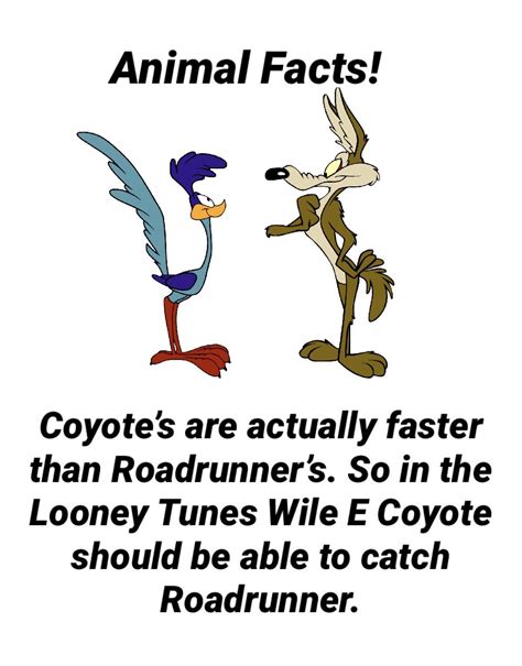 Roadrunner and Wile E Coyote! : r/memes