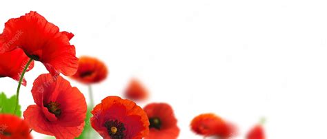 Premium Photo | Red poppies over a white background. Border floral ...