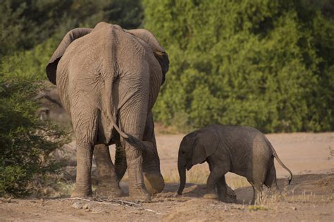 Desert elephants Namibia photos and information about desert elephants