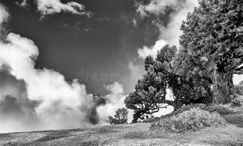 Beautiful Laurel Trees in the Afternoon Sunset in the Fanal Forest ...