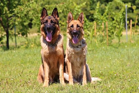 German Shepherd Mix: 6 Popular Mix Breed Dogs | FitBark