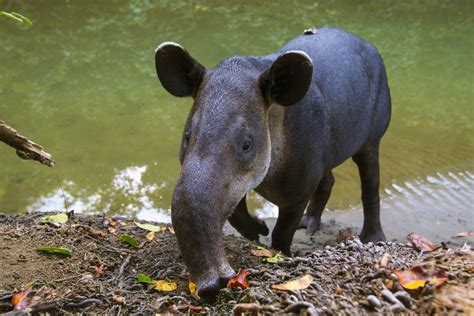 Baird's Tapir in February 2013 by gernotkunz · iNaturalist