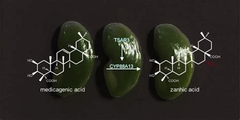 Seed-Specific Saponin Biosynthesis in Medicago | Plantae