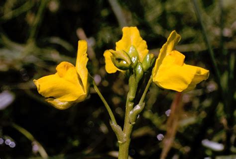 Meet Your Local Aquatic Plant: The Common Bladderwort - Friends of Lake Wingra